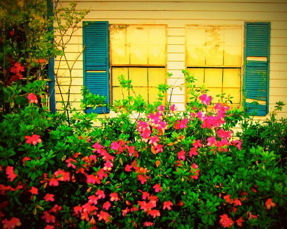 Memory: vibrant fine art photograph print of abandoned house and flowering plant (window with blue shutters, green leaves, pink azaleas)