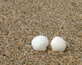 Small Tiny Seashell Earrings - Small Stud Earrings - White Natural Seashells - everyday earrings