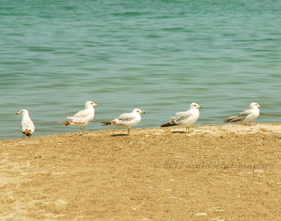 Animal Photograph, Nature Picture, Large Bird Photograph - 11x14 inch Ocean, Nautical, Beach Photography Print - The Little Fishermen