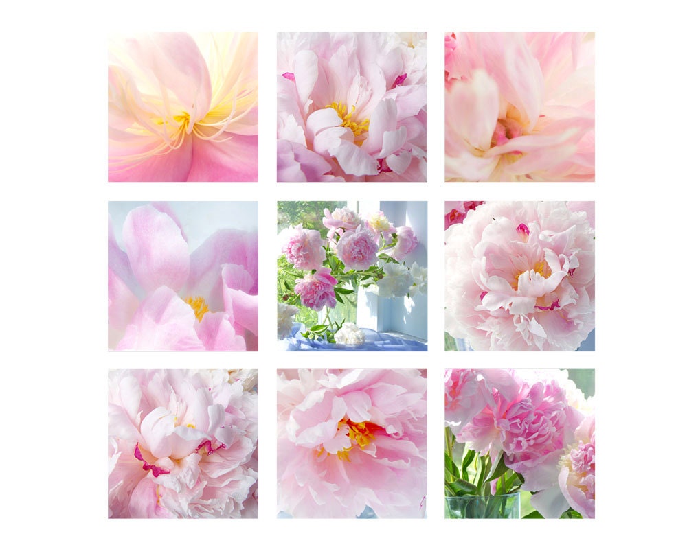 9 Peony Photographs, Flower Still life,  Floral Art Prints, Print Set, Pink Wall Decor