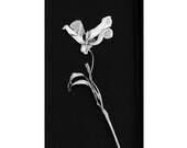 Modern Abstract Tulip  Photograph, Still Life,  Black and White  Print. Botanical Print, Monochromatic Wall Decor