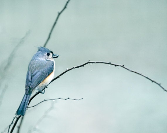 Bird Photography Print woodland animal tufted titmouse seed  fine art  photograph 8x10 - Tufted Titmouse with Seed