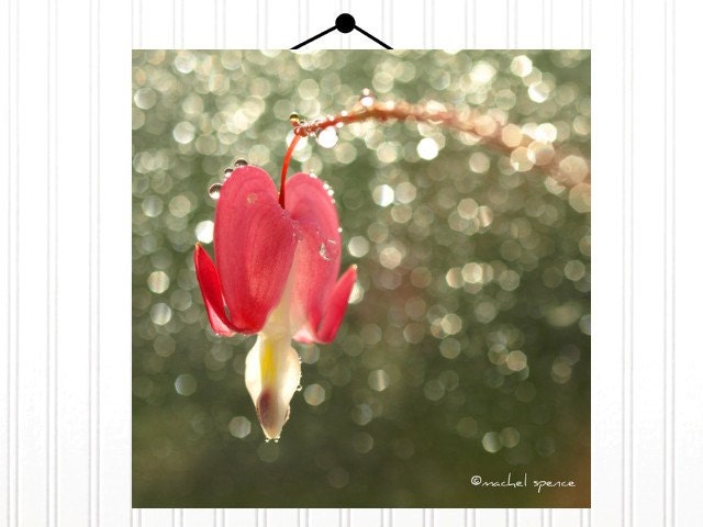 Bleeding Heart Photograph 10X10 Print...Affordable Home Photography Prints Nature Photography Nature Lover Woodland Scene Flower