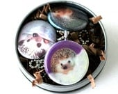 Hedgehog Art Locket - Magnetic Necklace - 3 in1 Recycled Locket Set by MeaganV and Polarity