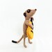 Meerkat with knitted acoustic guitar, guitarist meerkat, meercat guitarist, meerkat musician