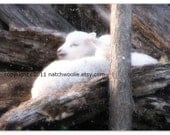 Farm CARDS - WINTER LAMBS - twins cuddling in the snow - Set of 5 folded with envelopes 5 X 7