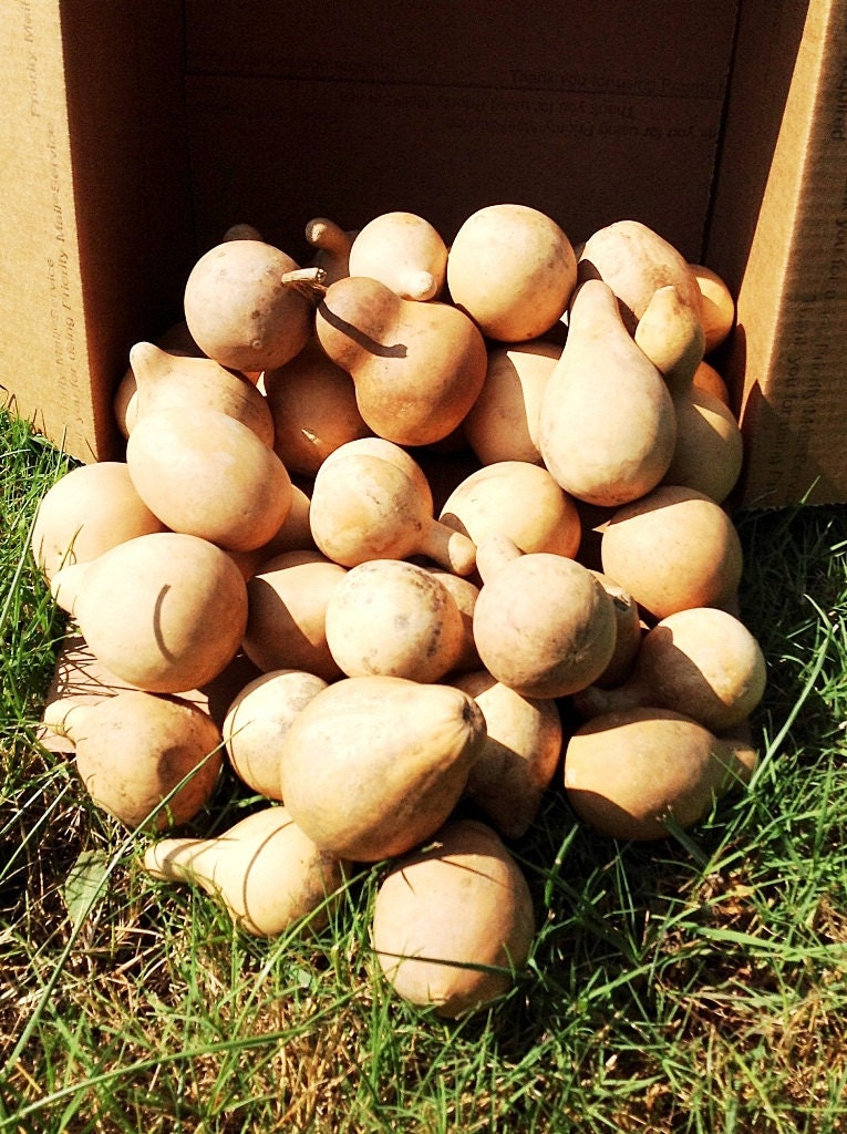Mini Gourds  Box of 50 Dried, Cleaned, Craft Ready Gourds