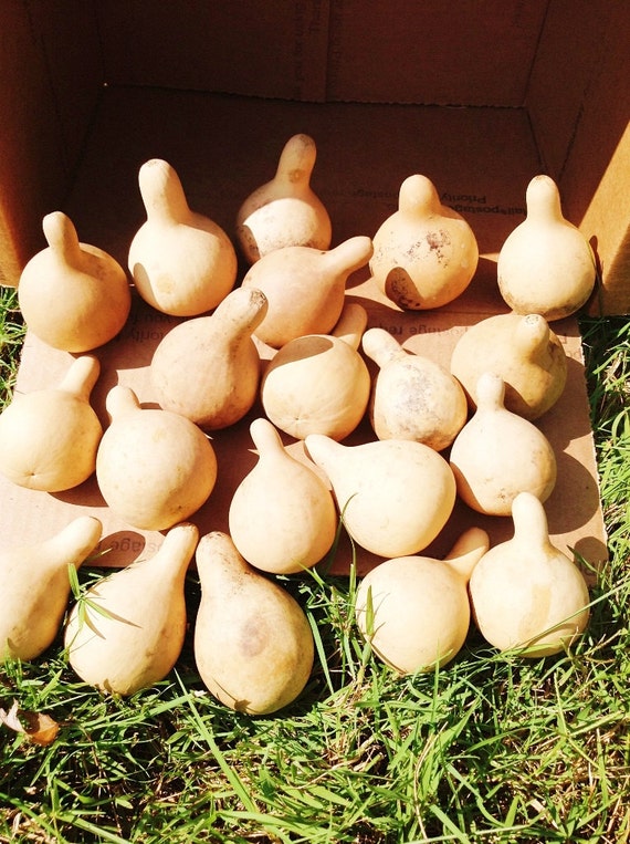 Box Of 20 Tn Spinner Gourds Great For Christmas By Ridgetopcottage