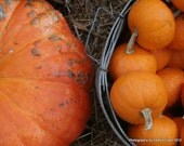 Fall Harvest