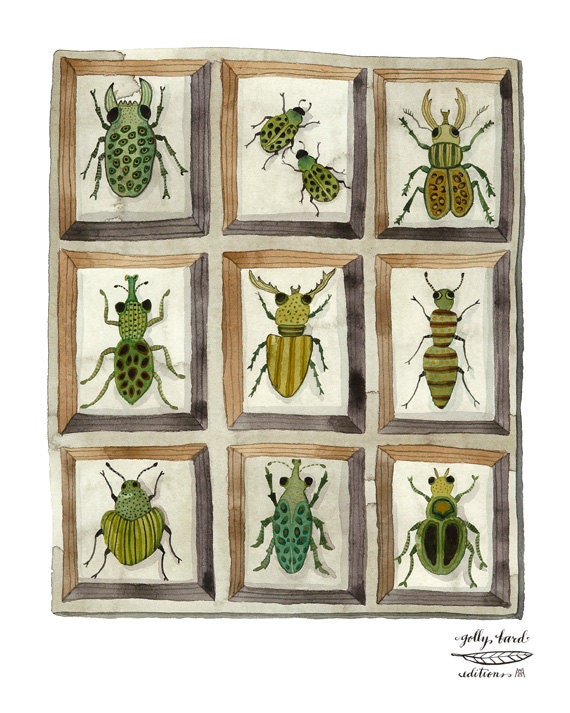 beetles and weevils entomology specimens collection giclee print watercolor reproduction