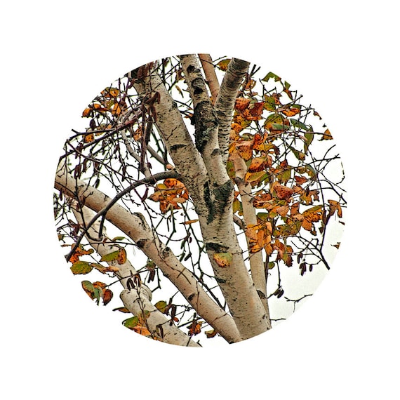 Autumn Decor, nature photography, white birches, burnt orange, tree branches, Beautiful Birches, round fine art photography print
