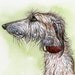 The Perfect Rascal- GREETING CARD Greyhound Art Print