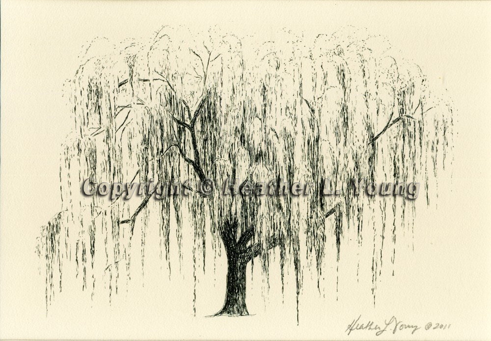 Weeping Willow Tree Drawing Aurora No 1 in Natural