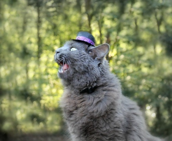 Jimi Hendrix Cat Hat - Halloween Cat Costume - Cat Apparel