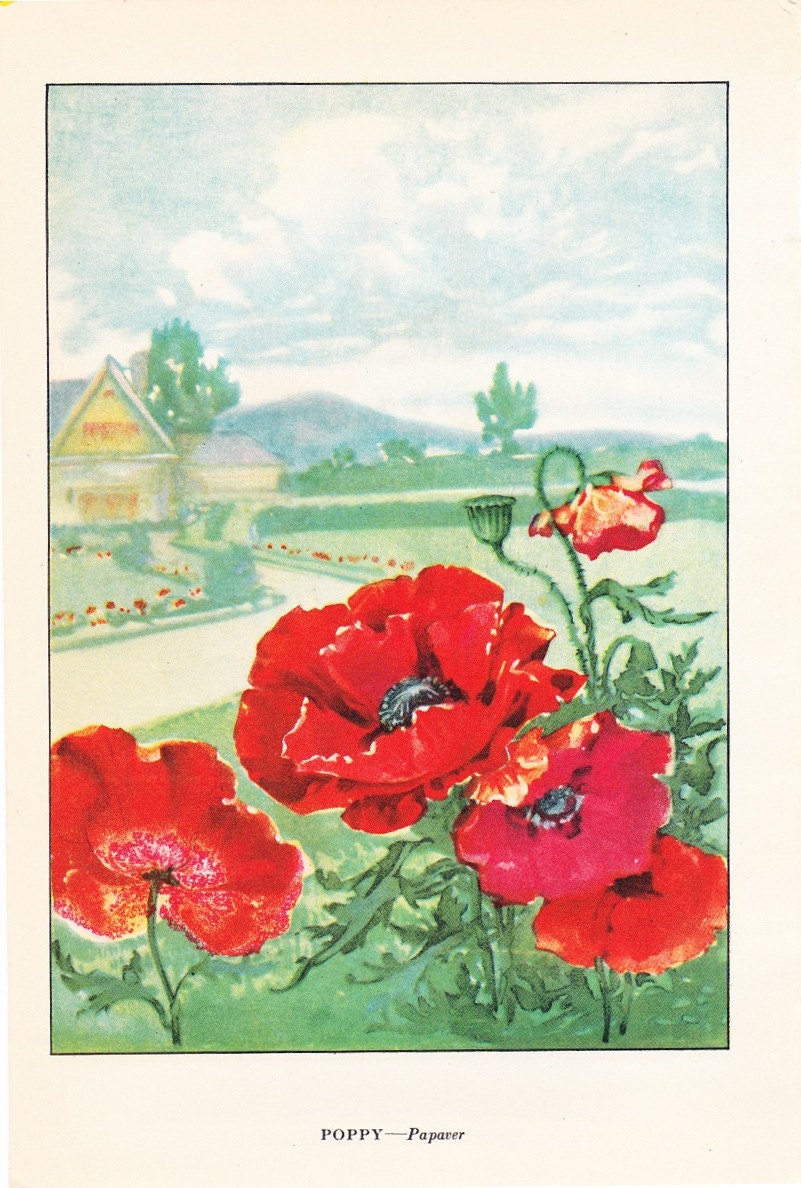1926 Flower Print - Poppy - Vintage Home Decor Botany Art Illustration for Nature Science Woman Great for Framing