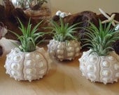 Air Plant, Tillandsia Sputnik Sea Urchin Shell in Gift Box, Beach Decor, Wedding or Party Favors