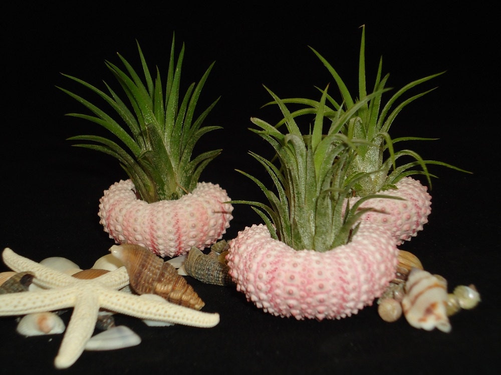Three Tillandsia Air Plant Sea Urchin Shells and Air Plants in Gift Box, Beach Decor, Wedding or Party Favors