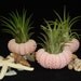 Three Tillandsia Air Plant Sea Urchin Shells and Air Plants in Gift Box, Beach Decor, Wedding or Party Favors