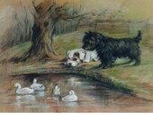 Cairn Terriers and Baby Ducks Address Labels Cairns Watch Little Ducks in Pond Spring Time PERSONALIZED Return Address Labels