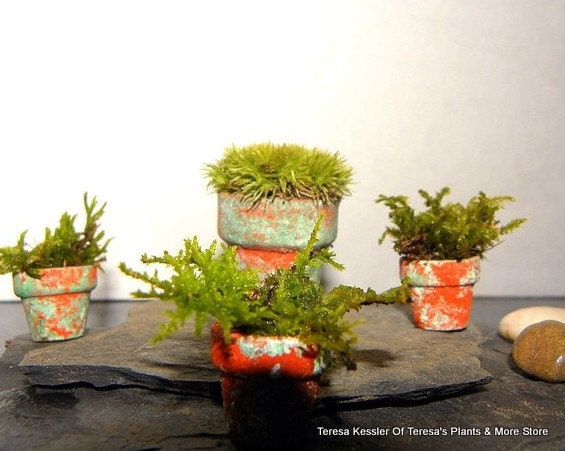 3 Miniature Assorted Live Assorted Moss -Fairy Garden Pots-Terrarium Mini Pots-2 Sizes here