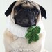 Lucky Clover Knit Collar for Dogs