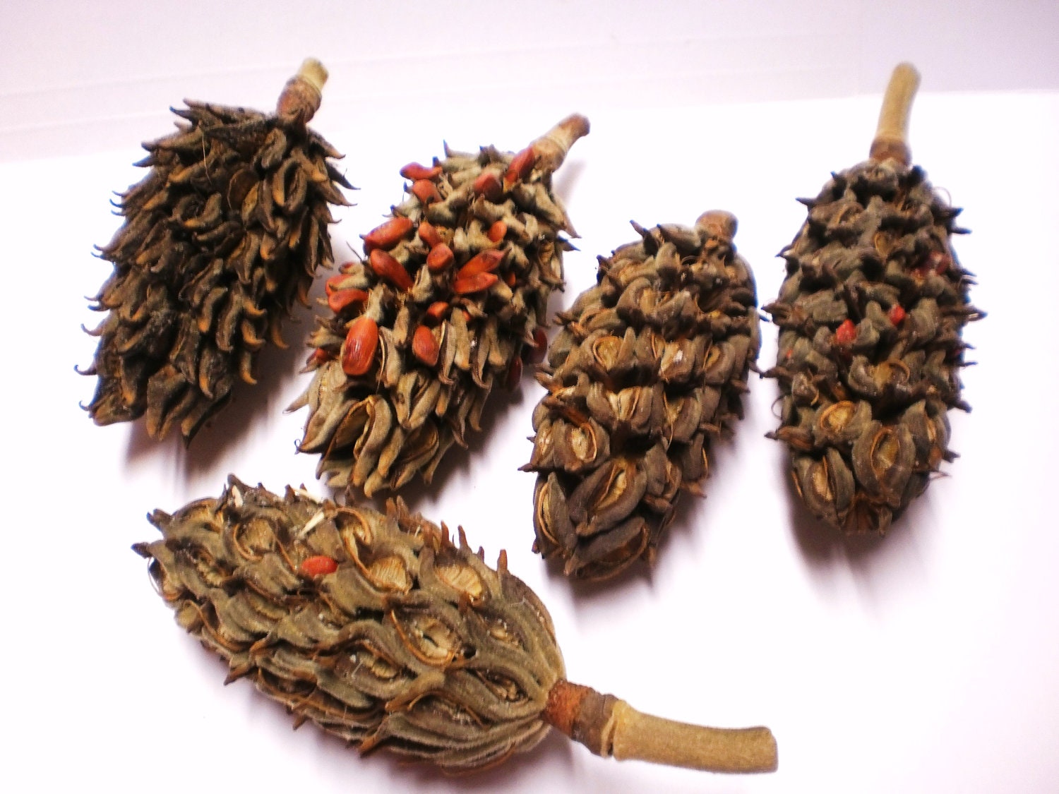 Magnolia Seed Pods Dried Flower Plant Material, 12 Christmas Ornaments 