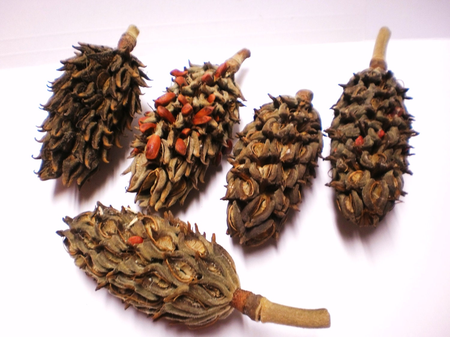 Magnolia Seed Pods Dried Flower Plant Material for Christmas Holiday Ornaments Arrangements Charleston Magnolias Southern Botanical Supplies