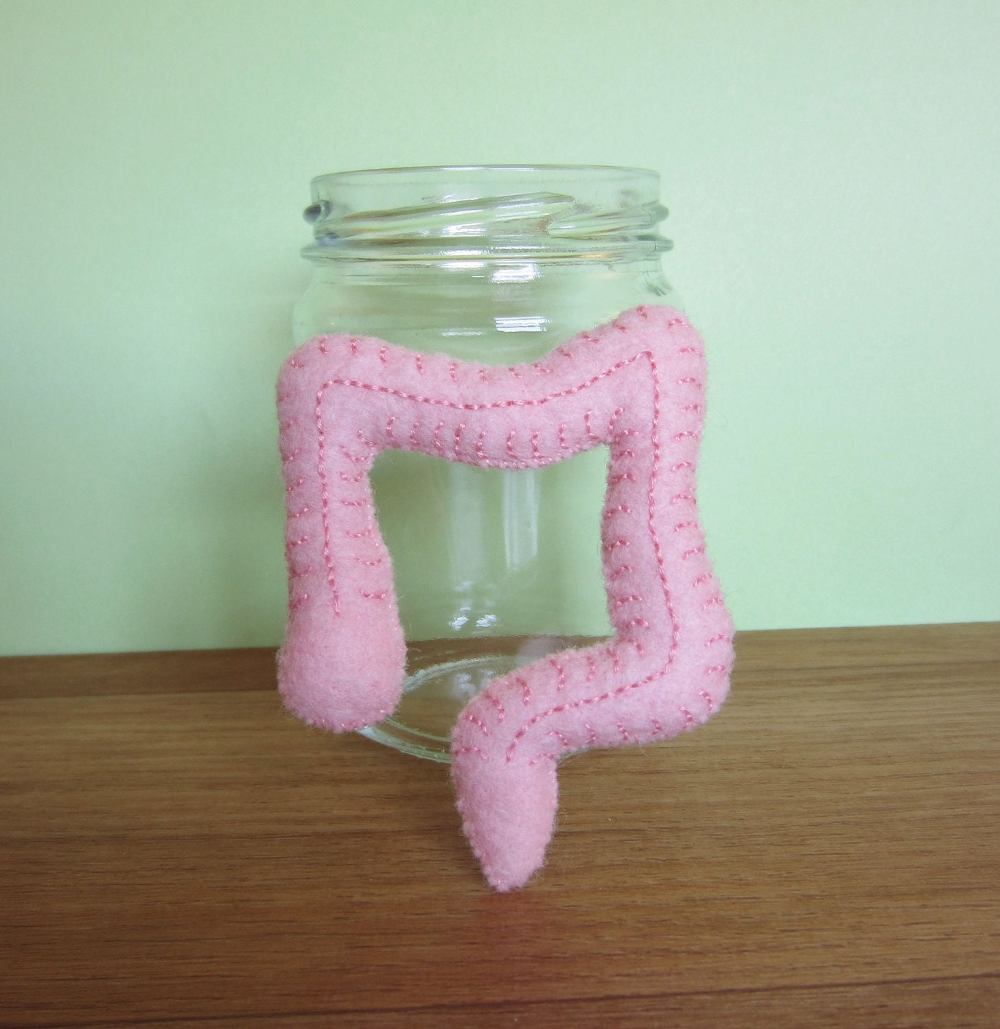Large Intestine/Colon in a Jar