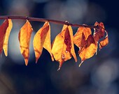 35% off SALE Fall Autumn Photo rustic photograph rust brown home decor for her for him men dude macro of leaves photography blue tones fine