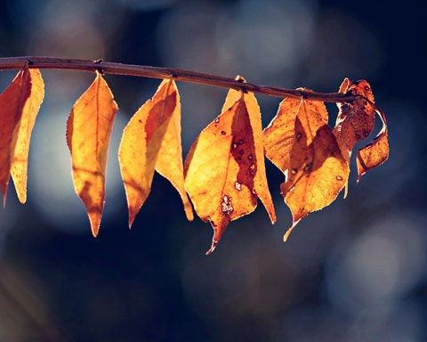 Fathers Day Dad Fall Autumn rustic photography rust brown home decor for him men dude macro of leaves photograph blue tones - fine art print
