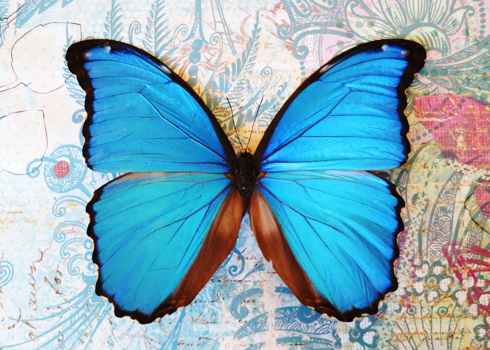 Iridescent Blue Butterfly-Morpho Butterfly-Nature Photography-Fine Art Photography-8X10 Photo Print-Home Decor
