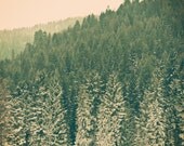 Wintry - 5 x 5 Fine Art Photograph - Winter Snow Christmas Holiday green home decor print