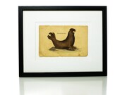Antique 19th Century Hand Colored Lithograph, Bottle Nose Seal