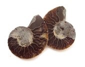 Ammonite Fossil Split Pair with Opalized Shell, Matching Set of Ammonite Halves, 400 Million Year Old Fossil, Extinct Ocean Life, Sea Life