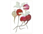 Illustrated Notecard // Radishes // Folio set of 6 Cards