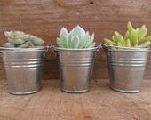 RESERVED For Leah,  100 Succulent Favors, Silver Pails, Ship Ship Beginning Of October