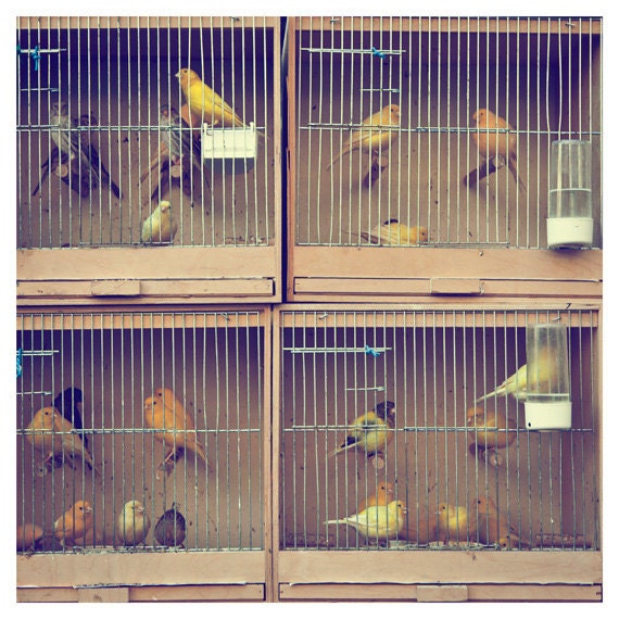 Paris Photograph, Parisian Birdcage, Fine Art Photograph, Bird Decor, Nature Photo - Les Oiseaux (8x8)