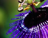 8" x 10" Exotic Purple Flower Photographic Print