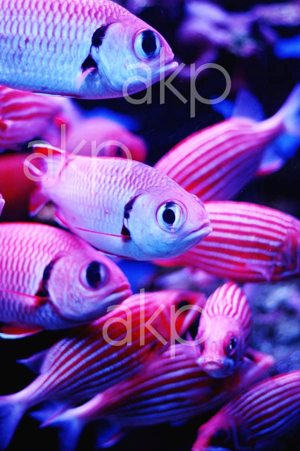 16" x 24" Ready-to-Hang Bright Pink Tropical Fish Canvas Print