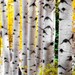 Aspen Trees Fall Colorado Aspens Forest Autumn Wall Art Woods Rustic Cabin Lodge Photograph