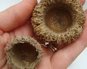 GIANT Acorn Caps for Crafting Lot of  12