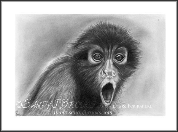 Original Artwork Spider Monkey Animal Drawing Charcoal Graphite Signed