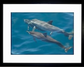 Spinner Dolphins Maui Hawaii Ocean Photography Limited Edition Fine Art Photo