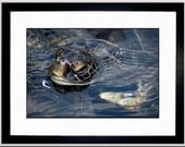 Sea Turtle Limited Edition Fine Art Print - Maui Wildlife Photography - Endangered Species - Honu Art - Turtle Photos