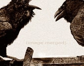 Award Winning Print- Raven (bird, Viking, crow) Series THOUGHT and MEMORY, Brown ink edition, Etching, 5 inch x 14 inch 2012
