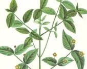 vintage trees image wild flowers art print book plate engraved lithograph picture spindle blooming blooms green nature garden