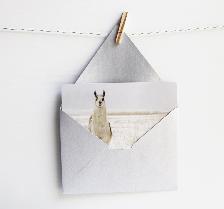 Five (5)  Lama in the Snow Cards with Metallic Silver Envelopes - lucysnowephotography