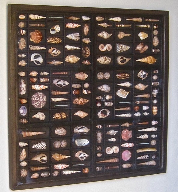 Seashell art composition in double printers type box