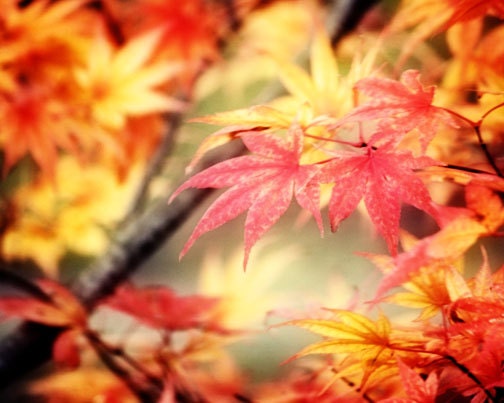 Autumn Photography Fall Foliage Landscape Photograph gold orange red golden leaves sunny yellow maple 8x10 home decor