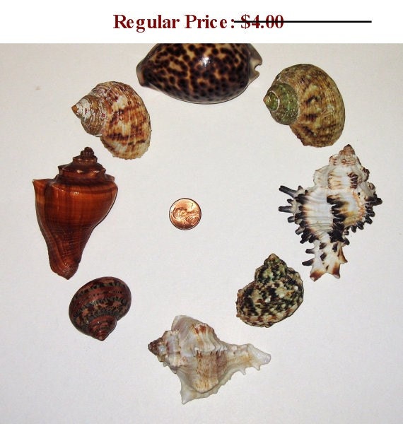 SALE - Sea Shell Lot